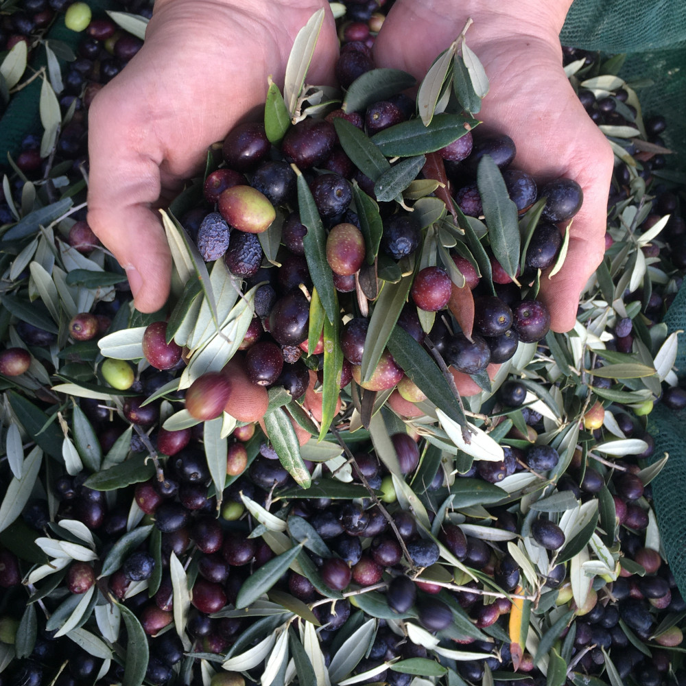 Olive groves